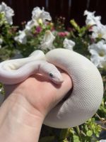 Ball Python Reptiles for sale in El Cajon, CA, USA. price: $500