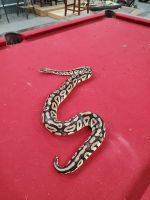 Ball Python Reptiles for sale in Statesboro, GA, USA. price: $200,350