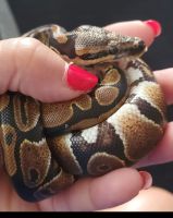 Ball Python Reptiles for sale in Springfield, MA, USA. price: $200