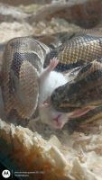 Ball Python Reptiles for sale in Tampa, FL, USA. price: $500