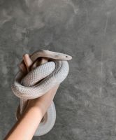 Ball Python Reptiles for sale in Aberdeen, Idaho. price: $1,200