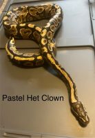 Ball Python Reptiles for sale in Battle Creek, Michigan. price: $250