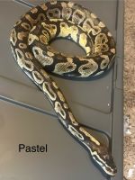Ball Python Reptiles for sale in Battle Creek, Michigan. price: $200