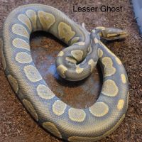 Ball Python Reptiles for sale in Battle Creek, Michigan. price: $400