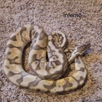 Ball Python Reptiles for sale in Battle Creek, Michigan. price: $300