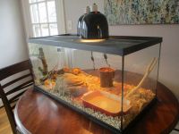 Ball Python Reptiles for sale in Pikesville, Maryland. price: NA