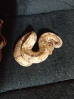 Ball Python Reptiles for sale in Palmer, Texas. price: $60