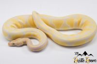 Ball Python Reptiles for sale in Atlanta, Texas. price: $500