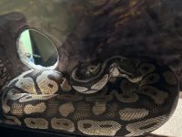 Ball Python Reptiles for sale in Cleveland, Ohio. price: $300