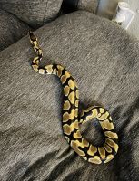 Ball Python Reptiles for sale in Leander, Texas. price: NA