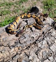 Ball Python Reptiles for sale in Abilene, Texas. price: $70