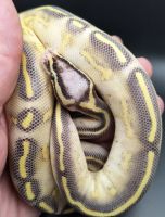 Ball Python Reptiles for sale in Yonkers, New York. price: $550