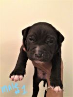 Bandog Puppies for sale in Spring Valley, NV, USA. price: NA