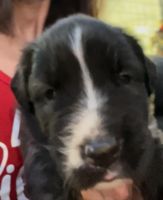 Bandog Puppies for sale in Miami, FL, USA. price: NA