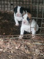 Bandog Puppies for sale in 2443 Hull Neck Rd, Heathsville, VA 22473, USA. price: NA
