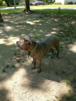 Bandog Puppies for sale in Cheverly, MD, USA. price: NA