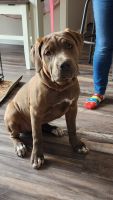 Bandog Puppies for sale in Indianapolis, IN, USA. price: NA