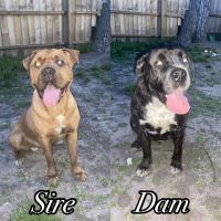 Bandog Puppies for sale in Hammond, IN, USA. price: NA