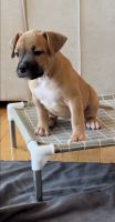 Bandog Puppies for sale in Owings Mills, MD, USA. price: $800