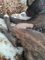 Bandog Puppies for sale in Ruther Glen, Virginia. price: $300