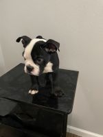 Bantam Bulldog Puppies for sale in Houston, TX, USA. price: NA