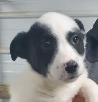 Bantam Bulldog Puppies for sale in Omaha, NE, USA. price: NA