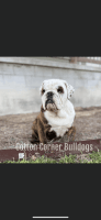 Bantam Bulldog Puppies for sale in Section, AL 35771, USA. price: NA