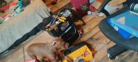 Bantam Bulldog Puppies for sale in Wilburton, OK 74578, USA. price: NA