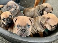 Bantam Bulldog Puppies for sale in Oregon City, OR 97045, USA. price: NA
