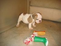 Bantam Bulldog Puppies for sale in Antioch, CA, USA. price: NA