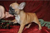 Bantam Bulldog Puppies for sale in Arden Hills, MN, USA. price: NA