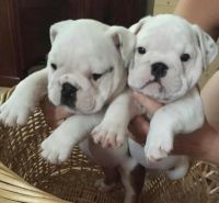 Bantam Bulldog Puppies for sale in New York, NY, USA. price: NA