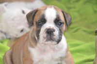 Bantam Bulldog Puppies for sale in Miami, FL, USA. price: NA