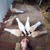 Barbary Dove Birds for sale in Lake Forest, CA, USA. price: NA
