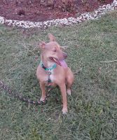 Basenji Puppies for sale in Bonita Springs, FL, USA. price: NA