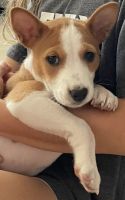 Basenji Puppies for sale in Bradenton, FL, USA. price: NA
