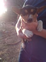Basenji Puppies for sale in Redlands, CA, USA. price: NA
