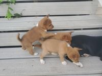 Basenji Puppies for sale in Cedar Rapids, IA, USA. price: NA