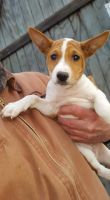 Basenji Puppies for sale in Dallas, TX, USA. price: NA