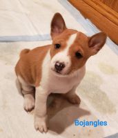 Basenji Puppies for sale in Rochester, Minnesota. price: $900