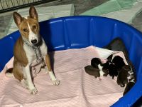 Basenji Puppies for sale in Waldorf, Maryland. price: $1,200