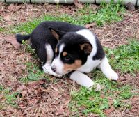 Basenji Puppies for sale in Caldwell, TX 77836, USA. price: $750