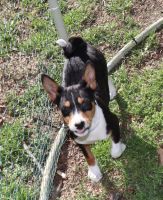 Basenji Puppies for sale in Caldwell, TX 77836, USA. price: $500
