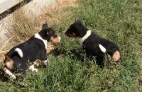 Basenji Puppies for sale in Aurora, CO, USA. price: NA