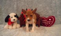 Basenji Puppies for sale in Pittsburgh, PA, USA. price: NA