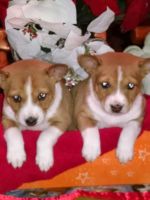 Basenji Puppies for sale in Minneapolis, MN, USA. price: NA