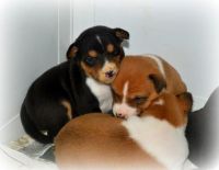 Basenji Puppies for sale in Acampo, CA 95220, USA. price: NA