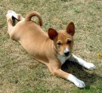 Basenji Puppies for sale in Arden, DE 19810, USA. price: NA