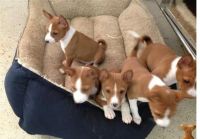 Basenji Puppies for sale in Indianapolis, IN, USA. price: NA