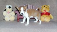 Basenji Puppies for sale in New York, NY, USA. price: NA